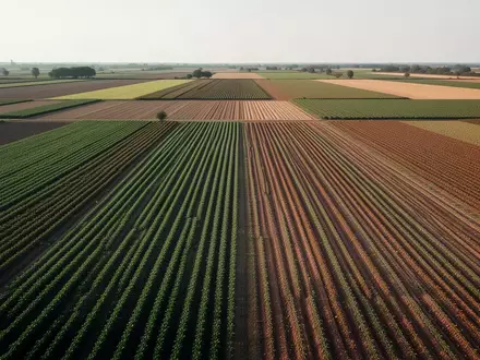 Weitläufige, strukturierte Ackerlandschaft mit verschiedenen Anbauflächen unter natürlichem Tageslicht. - Foto: über boerse-global.de