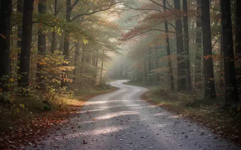 Ein gewundener Kiesweg in einem lichtdurchfluteten Wald im Herbst. - Foto: über boerse-global.de