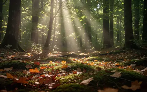 Sonnenstrahlen, die durch ein Waldgebiet auf den herbstlichen Waldboden fallen. - Foto: über boerse-global.de