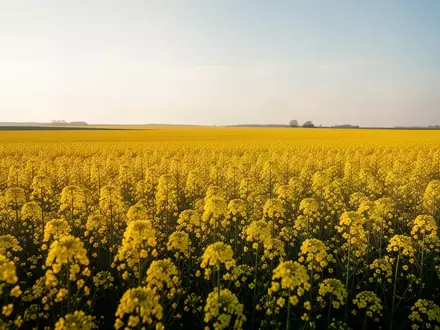 Ein weites, leuchtend gelbes Rapsfeld unter einem klaren Himmel. - Foto: über boerse-global.de