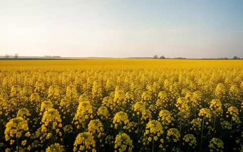 Ein weites, leuchtend gelbes Rapsfeld unter einem klaren Himmel. - Foto: über boerse-global.de
