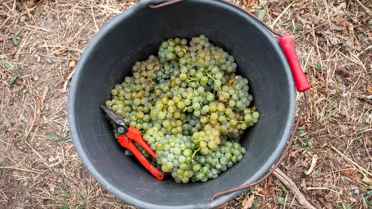 Die Winzer produzieren wieder weniger Wein. (Archivbild) - Bild: Daniel Vogl/dpa