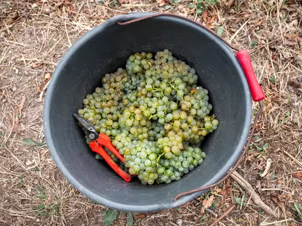 Die Winzer produzieren wieder weniger Wein. (Archivbild) - Foto: Daniel Vogl/dpa