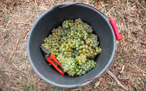 Die Winzer produzieren wieder weniger Wein. (Archivbild) - Foto: Daniel Vogl/dpa