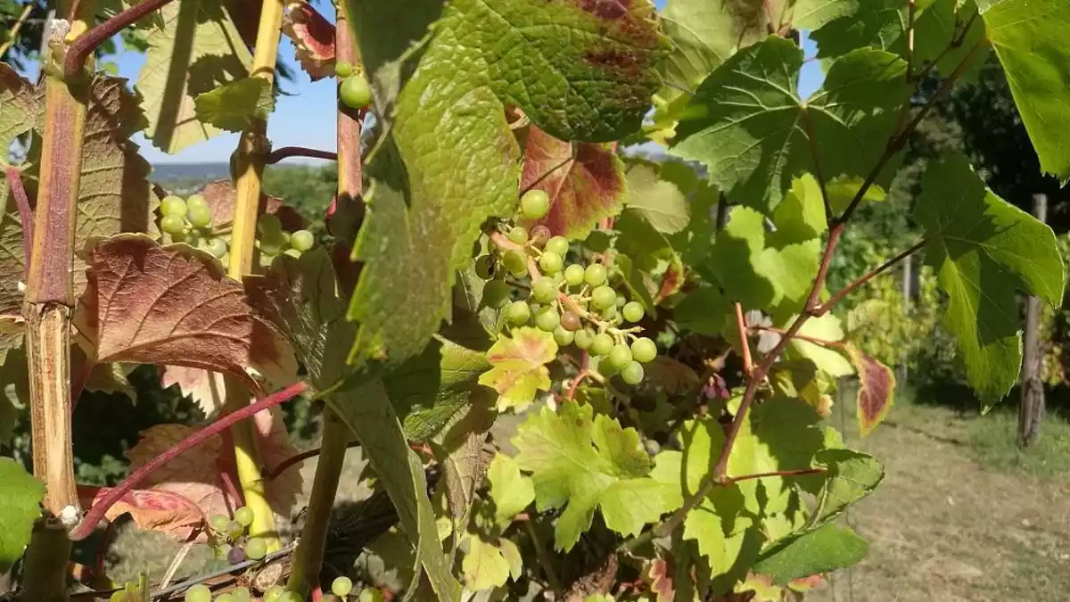 Unterdurchschnittliche Weinernte erwartet
