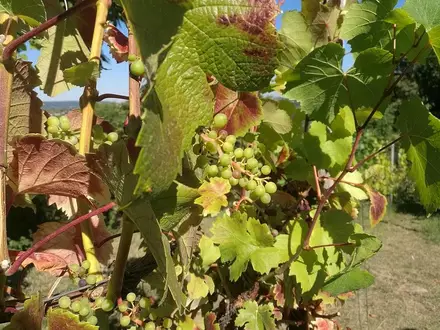 Weinstock (Archiv) - Foto: via dts Nachrichtenagentur
