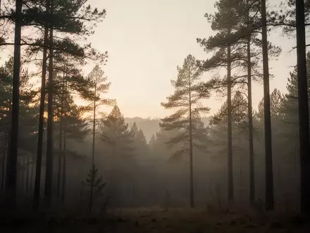 Ein ruhiger, nebelverhangener Wald in der Dämmerung, der eine Atmosphäre tiefer Entspannung und innerer Ruhe ausstrahlt. - Foto: über boerse-global.de
