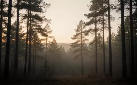 Ein ruhiger, nebelverhangener Wald in der DĂ€mmerung, der eine AtmosphĂ€re tiefer Entspannung und innerer Ruhe ausstrahlt. - Foto: ĂŒber boerse-global.de