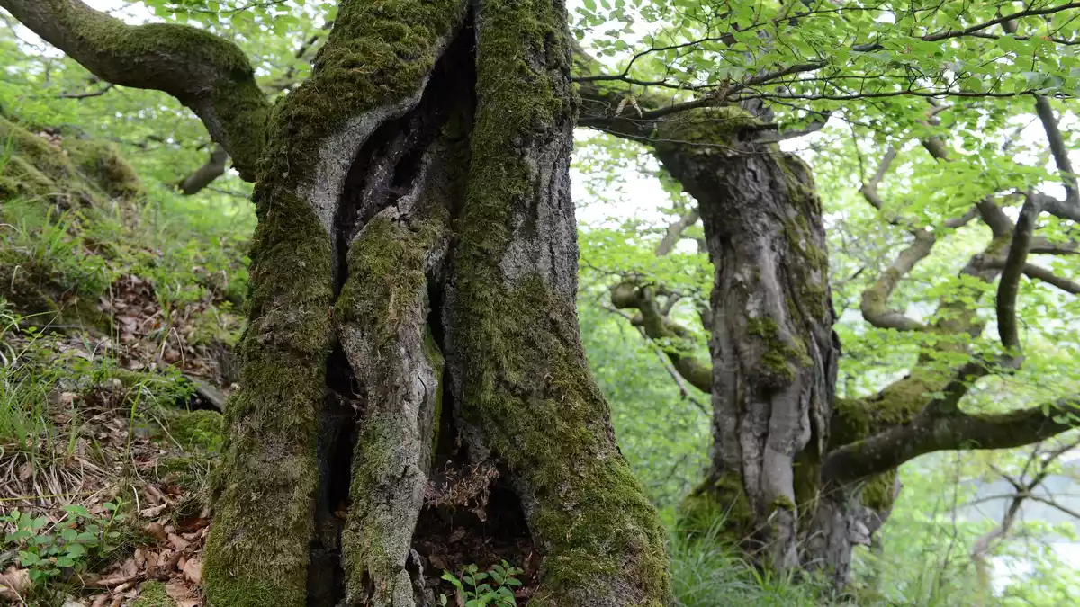 Der Nationalpark Kellerwald-Edersee wird als Positivbeispiel genannt. - Bild: Uwe Zucchi/dpa