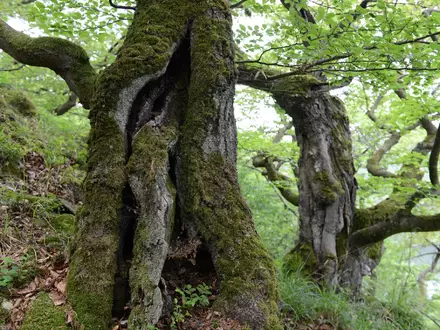 Der Nationalpark Kellerwald-Edersee wird als Positivbeispiel genannt. - Foto: Uwe Zucchi/dpa