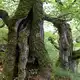 Der Nationalpark Kellerwald-Edersee wird als Positivbeispiel genannt. - Bild: Uwe Zucchi/dpa
