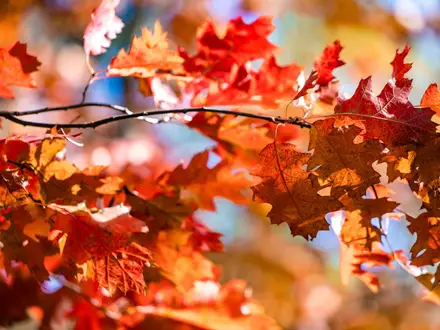 Deutschland darf sich über goldene Oktobertage freuen. (Symbolbild) - Foto: Frank Hammerschmidt/dpa