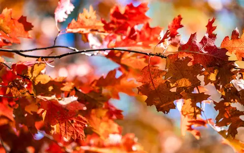 Deutschland darf sich über goldene Oktobertage freuen. (Symbolbild) - Foto: Frank Hammerschmidt/dpa