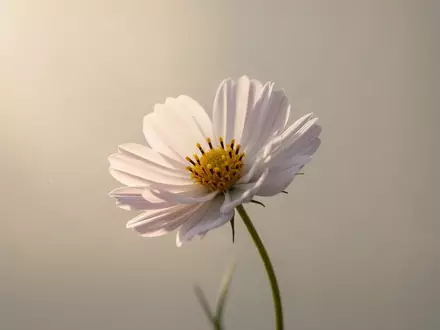 Eine einzelne, zart blühende Blume im sanften Morgenlicht als Symbol für Hoffnung und medizinischen Fortschritt. - Foto: über boerse-global.de