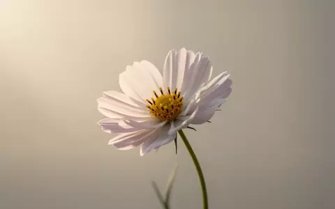 Eine einzelne, zart blühende Blume im sanften Morgenlicht als Symbol für Hoffnung und medizinischen Fortschritt. - Foto: über boerse-global.de