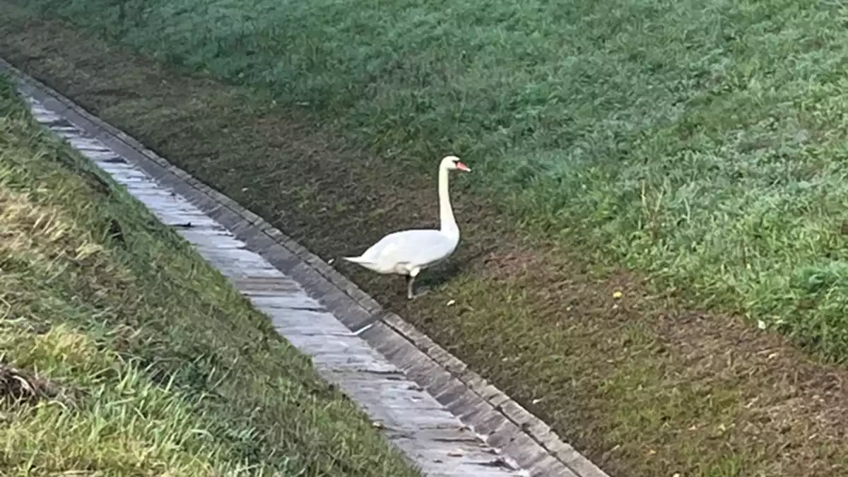 API-TH: Schwan auf an der A9 bei Bad Klosterlausnitz sorgte für Staugeschehen - Bild: presseportal.de