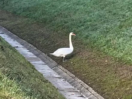 API-TH: Schwan auf an der A9 bei Bad Klosterlausnitz sorgte für Staugeschehen - Foto: presseportal.de