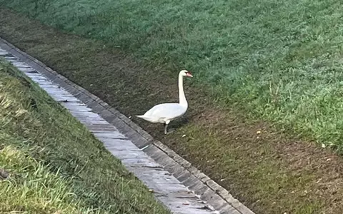 API-TH: Schwan auf an der A9 bei Bad Klosterlausnitz sorgte für Staugeschehen - Foto: presseportal.de