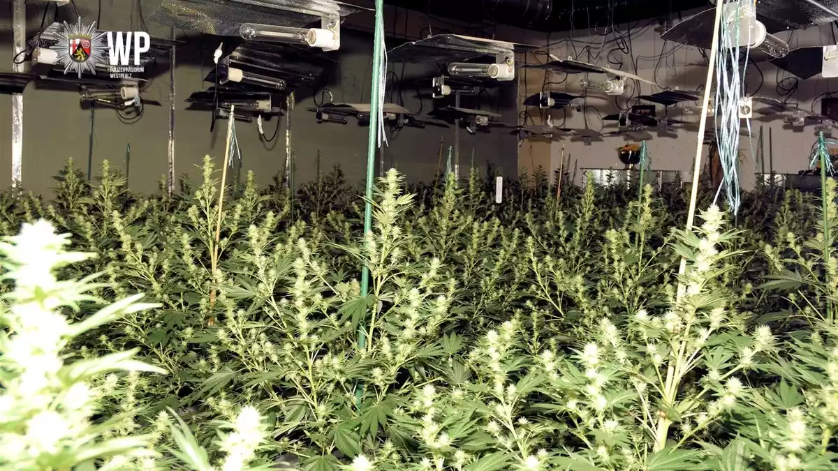 POL-PPWP: Drogen-Plantage ausgehoben - Bild: presseportal.de