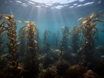 Unterwasseraufnahme eines Kelpwaldes mit sonnendurchfluteten Algensträngen, die in der Meeresströmung treiben. - Foto: über boerse-global.de