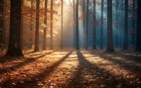 Ein sonnendurchfluteter Wald im Herbst mit langen Schatten, der den jahreszeitlichen Lichtmangel symbolisiert. - Foto: über boerse-global.de