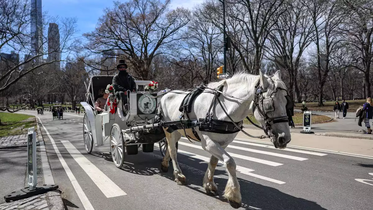 Die Kutschen rollen seit rund 150 Jahren durch den Central Park. (Archivbild) - Bild: Bianca Otero/ZUMA Press Wire/dpa