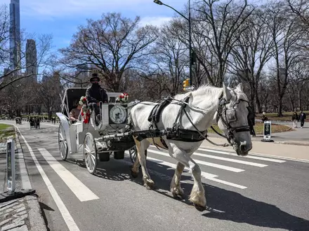 Die Kutschen rollen seit rund 150 Jahren durch den Central Park. (Archivbild) - Foto: Bianca Otero/ZUMA Press Wire/dpa