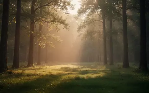 Ein ruhiger Wald bei Sonnenlicht, der Ruhe und vorausschauende Planung symbolisiert. - Foto: ĂŒber boerse-global.de