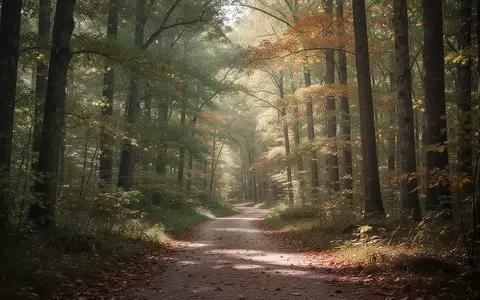 Ein ruhiger, sonnendurchfluteter Waldweg im Herbst, der Stabilität und innere Ruhe symbolisiert. - Foto: über boerse-global.de