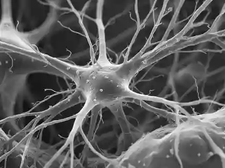 Mikroskopische Aufnahme von Nervenzellstrukturen im Hippocampus, die die komplexe Architektur des zentralen Nervensystems zeigt. - Foto: über boerse-global.de