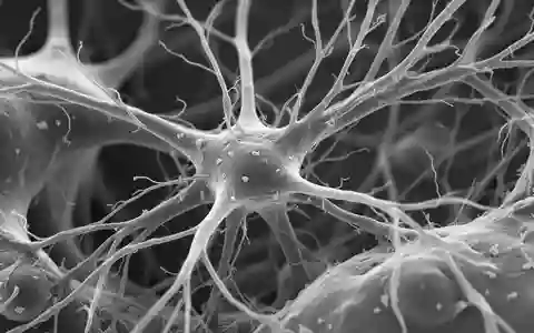 Mikroskopische Aufnahme von Nervenzellstrukturen im Hippocampus, die die komplexe Architektur des zentralen Nervensystems zeigt. - Foto: über boerse-global.de
