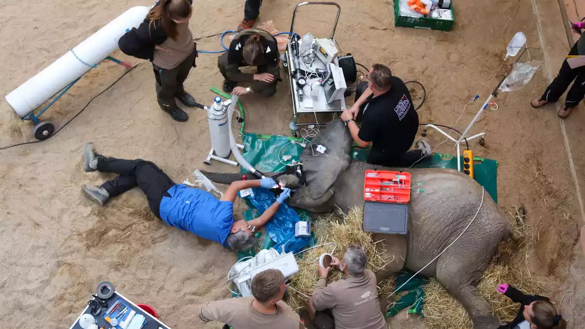 Ein gebrochener Stoßzahn, bei dem das Zahnmark freiliegt, ist immer ein medizinischer Notfall, sagte Yves Debosschere, der die Behandlung durchführte (Handout).  - Bild: Tierpark Berlin/dpa