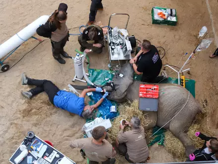 Ein gebrochener Stoßzahn, bei dem das Zahnmark freiliegt, ist immer ein medizinischer Notfall, sagte Yves Debosschere, der die Behandlung durchführte (Handout).  - Foto: Tierpark Berlin/dpa