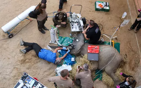 Ein gebrochener Stoßzahn, bei dem das Zahnmark freiliegt, ist immer ein medizinischer Notfall, sagte Yves Debosschere, der die Behandlung durchführte (Handout).  - Foto: Tierpark Berlin/dpa