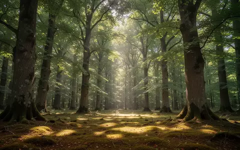 Ein friedlicher, sonnendurchfluteter Wald mit hohen Laubbäumen und weichem Moosboden. - Foto: über boerse-global.de