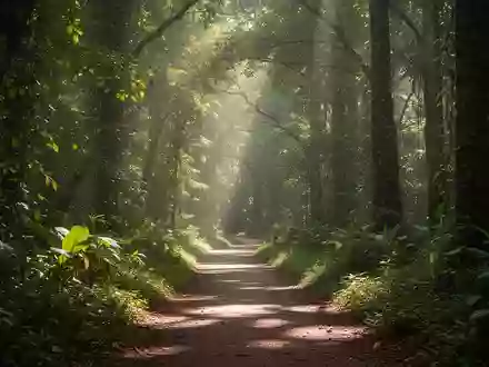 Ein sonnendurchfluteter Waldweg inmitten einer grünen, lebendigen Naturlandschaft. - Foto: über boerse-global.de