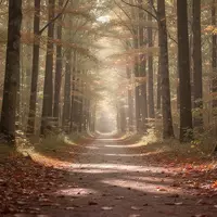 Ein ruhiger, sonnendurchfluteter Waldweg im Herbst, der für Genesung und Erholung steht. - Foto: über boerse-global.de