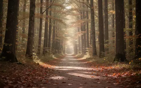 Ein ruhiger, sonnendurchfluteter Waldweg im Herbst, der fĂĽr Genesung und Erholung steht. - Foto: ĂĽber boerse-global.de