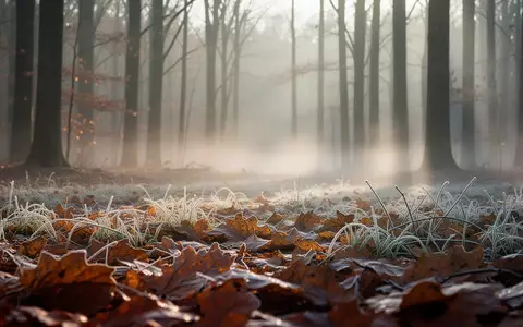 Herbstliche Waldlandschaft mit Raureif auf gefallenen Blättern und leichtem Nebel am Boden. - Foto: über boerse-global.de