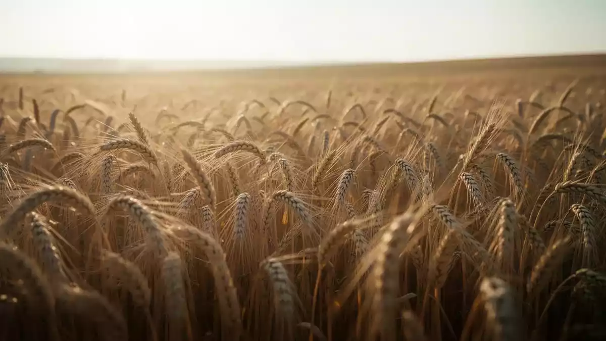 WisdomTree Wheat 3x steigt um 9,4 Prozent bei knapperem Angebot