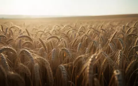 Weizenfeld im goldenen Morgenlicht als Symbol für den positiven Kursverlauf. - Foto: über boerse-global.de