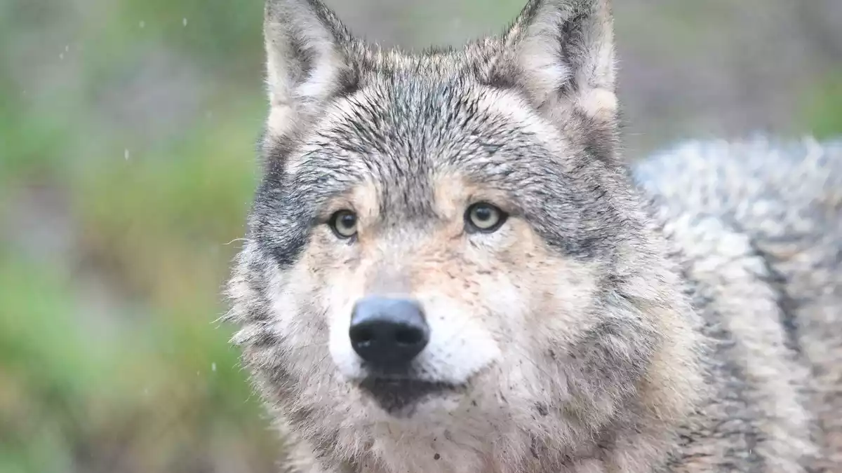 Im Hamburger Westen gibt es Meldungen über die Sichtung eines Wolfes. (Archivbild) - Bild: Bernd Weißbrod/dpa