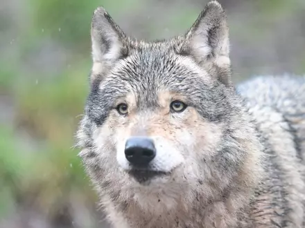 Im Hamburger Westen gibt es Meldungen über die Sichtung eines Wolfes. (Archivbild) - Foto: Bernd Weißbrod/dpa