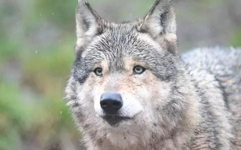 Im Hamburger Westen gibt es Meldungen über die Sichtung eines Wolfes. (Archivbild) - Foto: Bernd Weißbrod/dpa