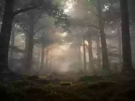 Ein nebliger, dichter Wald im frühen Morgenlicht, der die Verbindung zwischen Umweltzustand und menschlicher Gesundheit symbolisiert. - Foto: über boerse-global.de