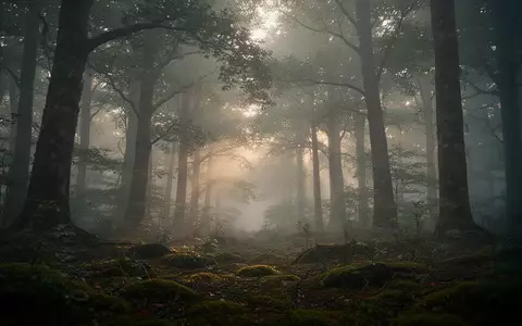 Ein nebliger, dichter Wald im frühen Morgenlicht, der die Verbindung zwischen Umweltzustand und menschlicher Gesundheit symbolisiert. - Foto: über boerse-global.de