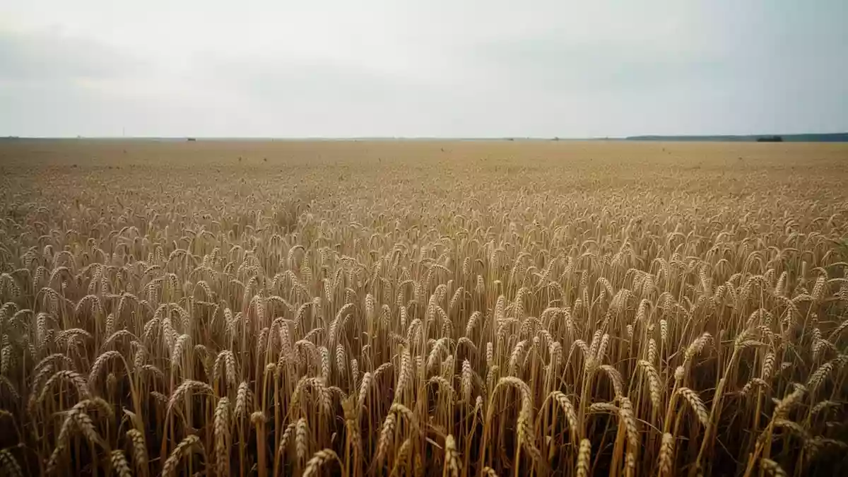 Welternährung 2026: Hunger, hohe Kosten und stagnierende Fortschritte