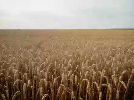 Ein weites, goldenes Weizenfeld unter einem bewölkten Himmel, das die globale Bedeutung der Landwirtschaft symbolisiert. - Foto: über boerse-global.de