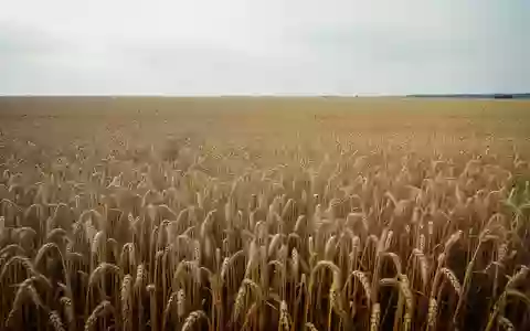 Ein weites, goldenes Weizenfeld unter einem bewölkten Himmel, das die globale Bedeutung der Landwirtschaft symbolisiert. - Foto: über boerse-global.de