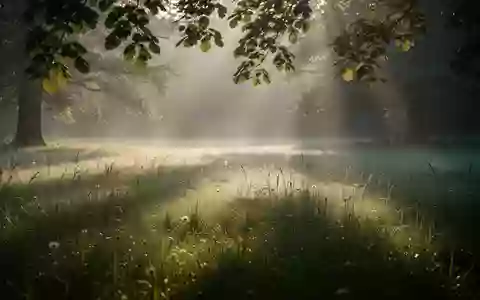 Sonnenlicht, das durch Baumblätter auf eine ruhige Wiese fällt und eine natürliche, friedliche Atmosphäre erzeugt. - Foto: über boerse-global.de